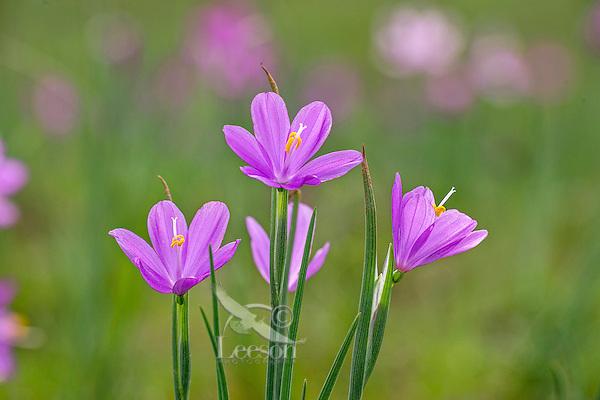 Grass Widow or blue-eyed grass (Sisyrinchium douglasii) wildflowers, Pacific Northwest. March. Grass widows are one of the earliest wildflowers to display in the Columbia River Gorge National Scenic Area.