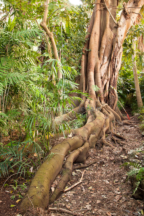France, Alpes-Maritimes (06), Saint-Jean-Cap-Ferrat, le jardin botanique des Cèdres: dans la "jungle", gros tronc aux racines étendues de Ficus macrophylla ou figuier de la baie de Moreton, il fait parti des figuiers étrangleur si il germe sur un arbre hôte // France, Alpes-Maritimes, Saint-Jean-Cap-Ferrat, the botanical garden les Cèdres (Cedars): in the jungle, the trunk of Ficus macrophylla or Moreton Bay Fig and its roots extended