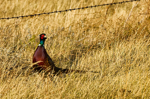Pheasant's are extremely rare these days so I was thrilled to see this one in Montana. They are majestic birds.