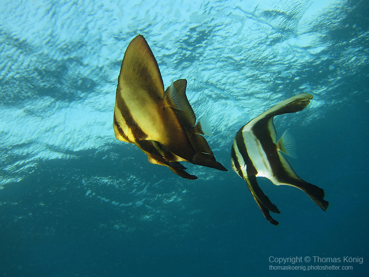 Kenting, Taiwan -- Three juvenile spadefish, aka batfish, against the ocean surface in the late afternoon sun.<br />
<br />
Shown here are two different species of spadefish. The individual on the right is a juvenile longfin spadefish (Platax teira), while the two individuals on the left are juvenile golden spadefish (Platax boersii).