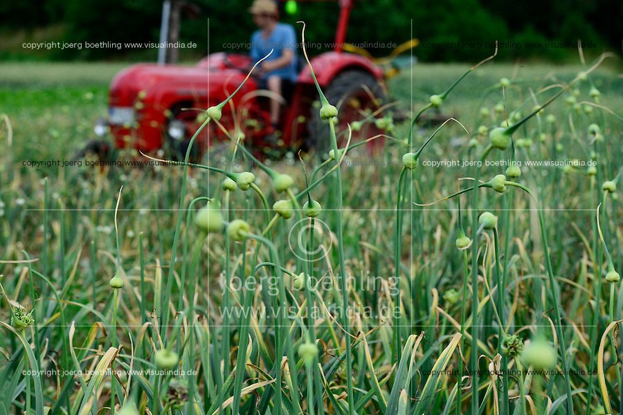 GERMANY Witzenhausen, garlic farming at farm, cultivation of different and old varieties, old Porsche tractor / DEUTSCHLAND, Witzenhausen, Knoblauch Anbau und Ernte bei Gregor Schmitz, Anbau verschiedener und alter Knoblauchsorten, alter Porsche Traktor