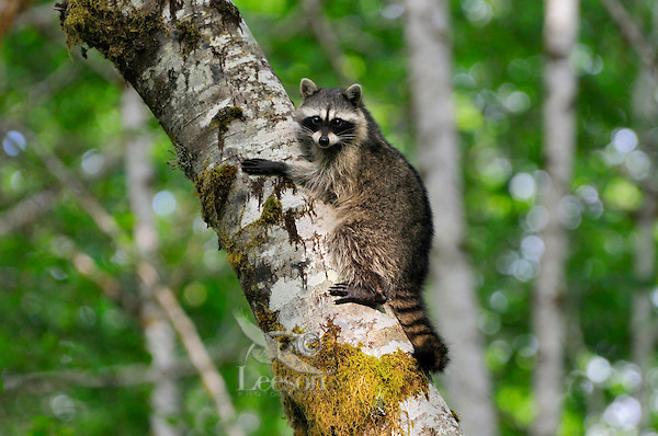 Raccoon (Procyon lotor) on side of red alder tree in an alder tree grove (often referred to as an alder bottom) along the Queets River, Olympic National Park (rain forest), WA. Summer.