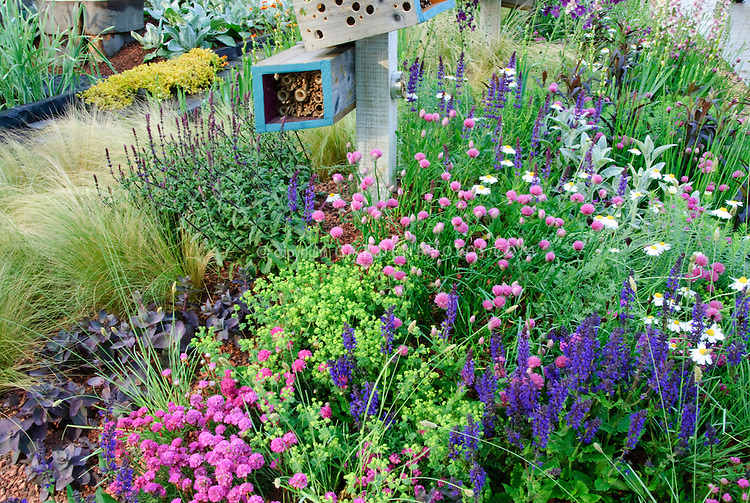 Attracting Wildlife & Birds to Backyard Garden; Allium, Scabiosa, Euphorbia, Sedum, Veronica, Stachys, Leucanthemum, ornamental grasses, many kinds of flowering plants