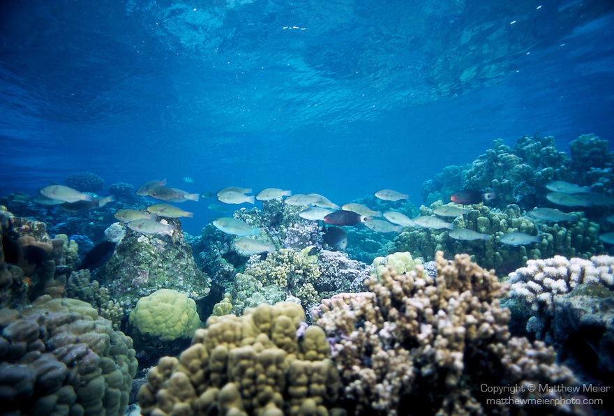Moorea, French Polynesia; Bullethead Parrotfish (Chlorurus sordidus) swim amongst the colorful coral reef, juveniles, solitary adults, juveniles often form small to large groups, found in coral reefs and adjacent rubble to 128 meters, in the Indo-Pacific Ocean region, Red Sea and E. Africa to Hawaii and Ducie Island east of French Polynesia. S.W. Japan to Australia, to 40 cm , Copyright © Matthew Meier, matthewmeierphoto.com All Rights Reserved