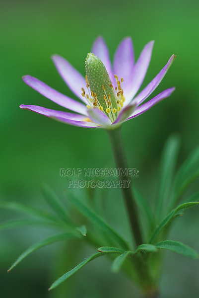 Anemone, Anemone berlandieri, blooming, Lake Corpus Christi, Texas, USA