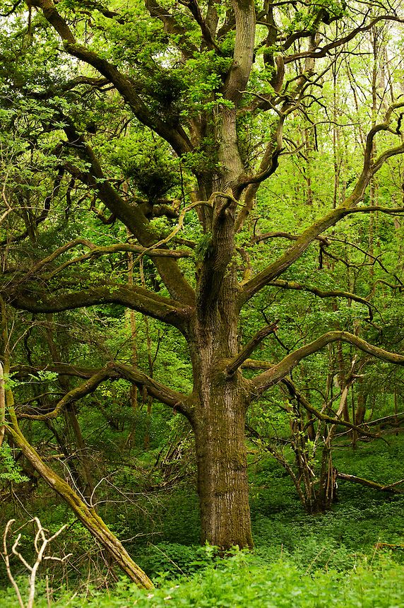 An ancient oak tree in the green light of the Wychwood forest, Oxfordshire.