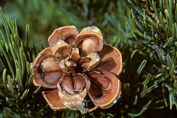 Pinon Pine cone (Pinus edulis) or Colorado Pinyon showing pine nuts (edible). Arizona. March.