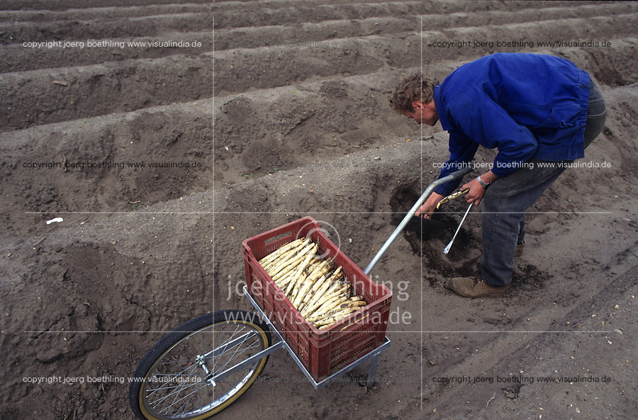 GERMANY, polish saisonal labourer harvest asparagus in Beelitz near Berlin / DEUTSCHLAND, polnische Erntehelfer bei Spargelernte auf Hof Syring in Beelitz
