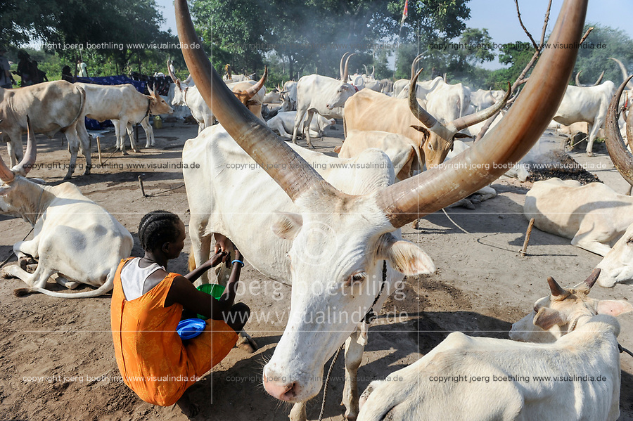 SOUTH SUDAN Bahr al Ghazal region , Lakes State, village Yeri cattle camp near Rumbek, Dinka woman milking Zebu cow / SUED-SUDAN Bahr el Ghazal region , Lakes State, Dorf Yeri, Dinka mit Zebu Rindern im cattle camp bei Rumbek , Frau beim Melken