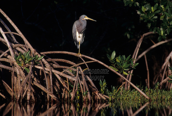 Tricolored Heron, Egretta tricolor, adult on Mangrove Tree, Ding Darling National Wildlife Refuge, Sanibel Island, Florida, USA