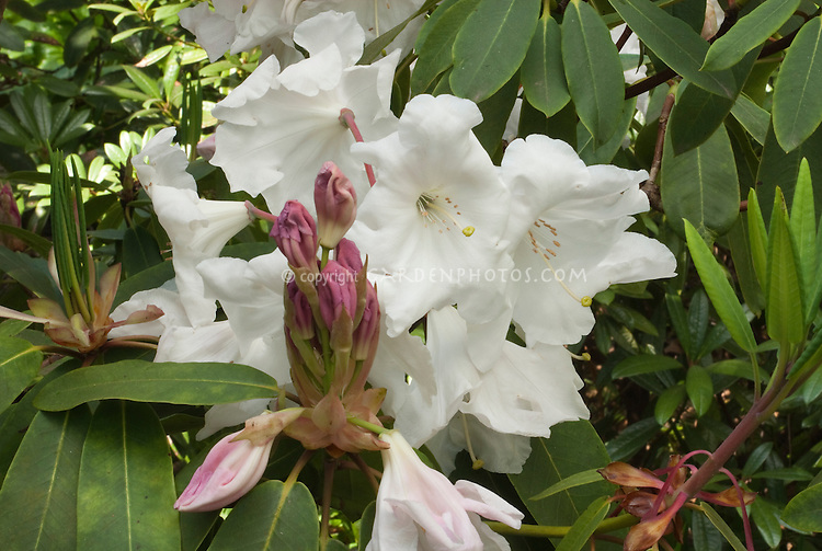 Rhododendron Loderi King George AGM in white flowers in spring