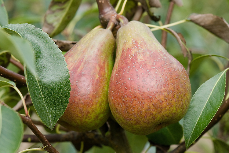 Pear 'Louise Bonne of Jersey', early September. Also known as 'Louise Bonne d'Avranches'. A French pear "raised about 1780 by M. Longueval at Avranches, Normandy. The English name arose as an error, presumably because it arrived via the Channel Islands. It is an attractive, reliable and good quality pear, heavy cropping (often requiring thinning) and a good garden cultivar. It is moderately vigorous, growing well in all forms." ('Pears' by Jim Arbury and Sally Pinhey)
