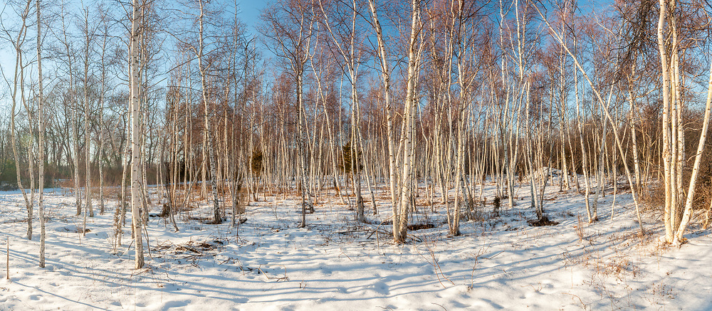 Dam Pond Preserve, East Marion, New York, Long Island