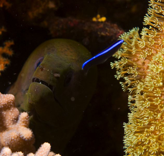 Topside and underwater images from Alor, Banda Sea and Raja Ampat in Indonesia.