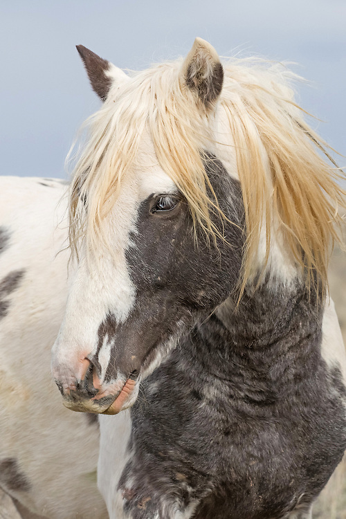 The wild stallion, Thor, has a very unique coloration; he's a grey pinto. Thor's father, Booker Rose, is a grey sabino and his mother Taboo, is a bay tobiano with a left blue eye. Thor is the perfect mixture of his parents coloring, and is one of the most beautiful horses at McCullough Peaks.