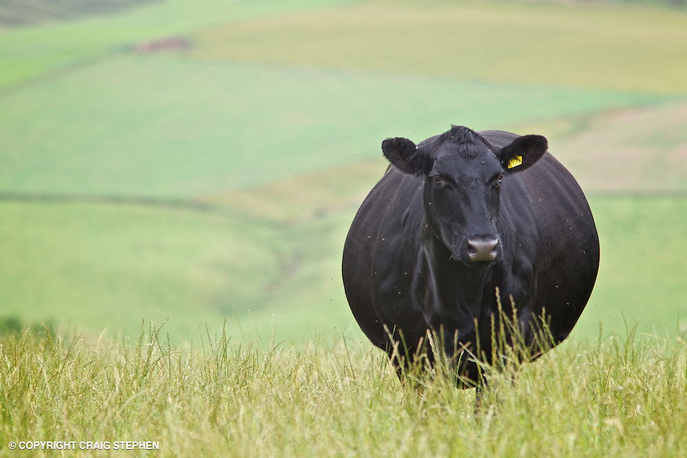 Aberdeen Angus cattle in pasture field against a background of out of focus hills in Perthshire, Scotland, UK
