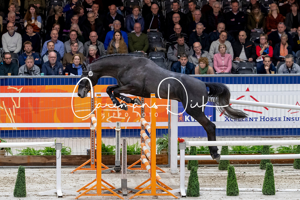 049, Mister Jones<br />
KWPN hengstenkeuring - ’s Hertogenbosch 2020<br />
© Hippo Foto - Dirk Caremans<br />
30/01/2020
