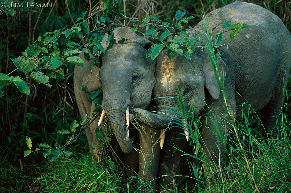 Two young male Borneo Pygmy Elephants (Elephas maximus borneensis) tussle in dense vegetation.