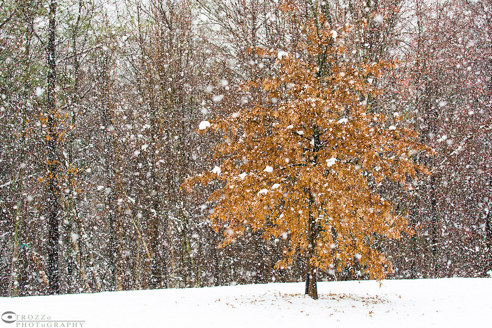 Early spring snowfall, Arnold, Maryland usa