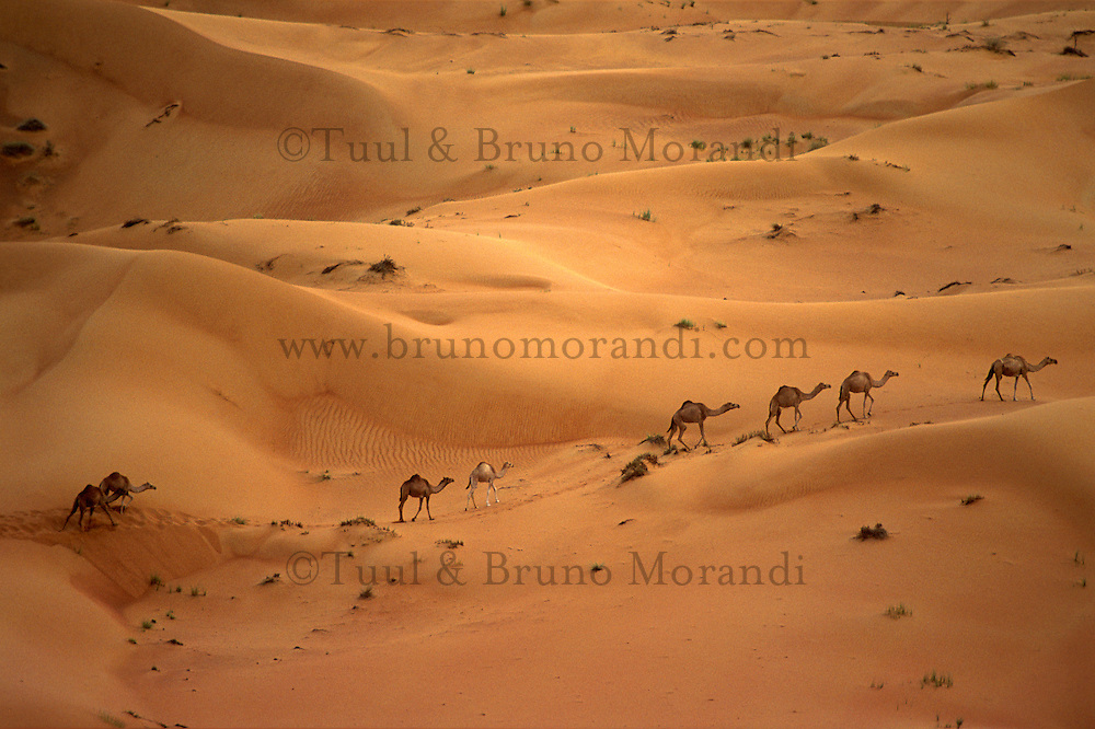 Emirats Arabe Unis. Emirat de Dubai. Desert. // United Arab Emirates. Dubai Emirate. Desert.
