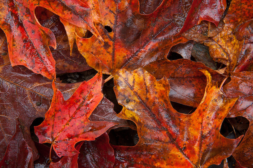 close up detail of colorful maple leaves on the forest floor, green mountains vermont