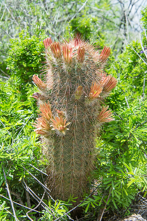 The nylon hedgehog cactus (Echinocereus viridiflorus var. cylindricus) is native subspecies of the green-flowering hedgehog cactus, and is found in a narrow band stretching from the Big Bend of Texas and Mexico to southern New Mexico, and is mainly found in the Franklin Mountains near El Paso, Texas. It has distinct creamy orange flowers and shows extreme variability in spine color: white, yellow, brown, reddish, black. Some plants has only short radials while other have a variable number of centrals. This one was photographed in the Big Bend National Park near the Rio Grande.
