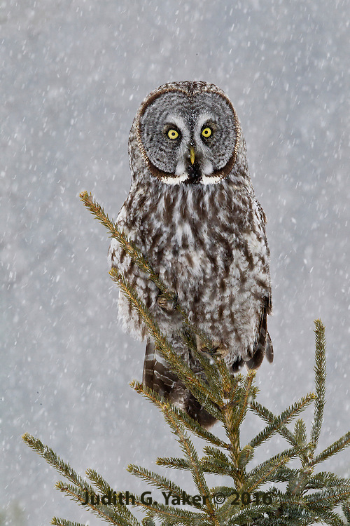 Great Grey Owls in Winter - Ontario Canada