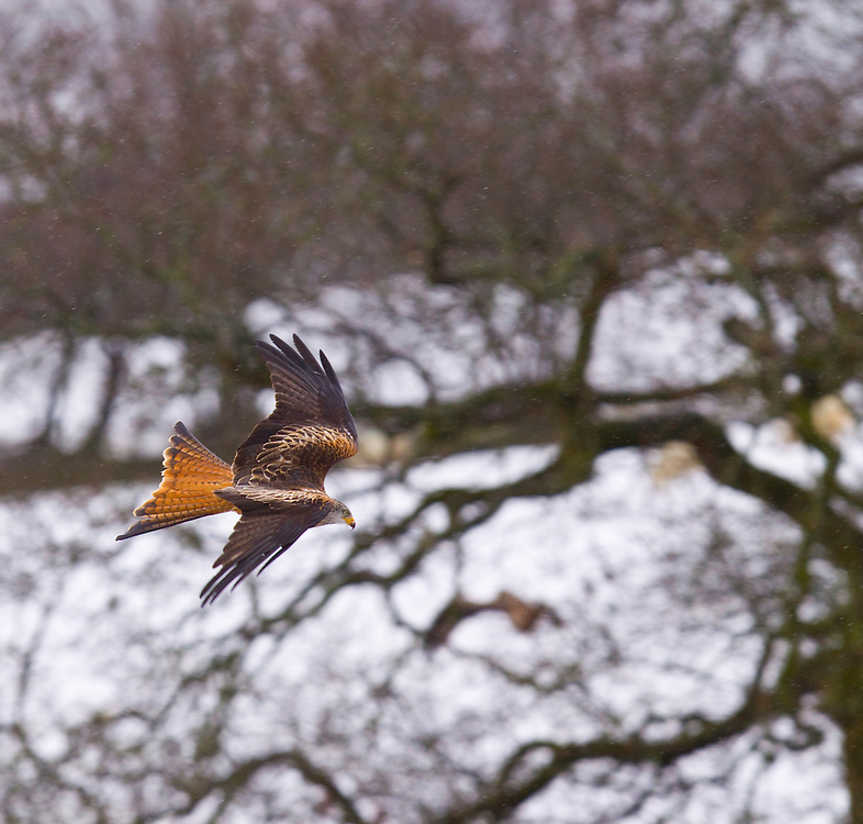 RED KITE, MILANO REAL (Milvus milvus), Rhayader, Mid Wales, United Kingdom