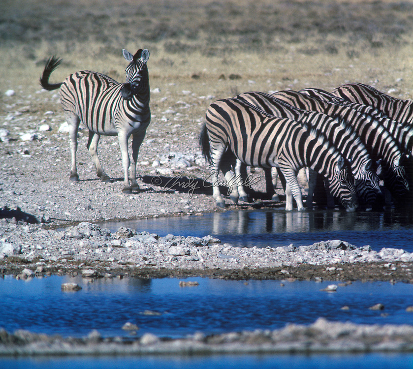Champman's Zebras at watering hole in the Etosha National Park, Namibia, Africa.Equus burchellii antiquorum