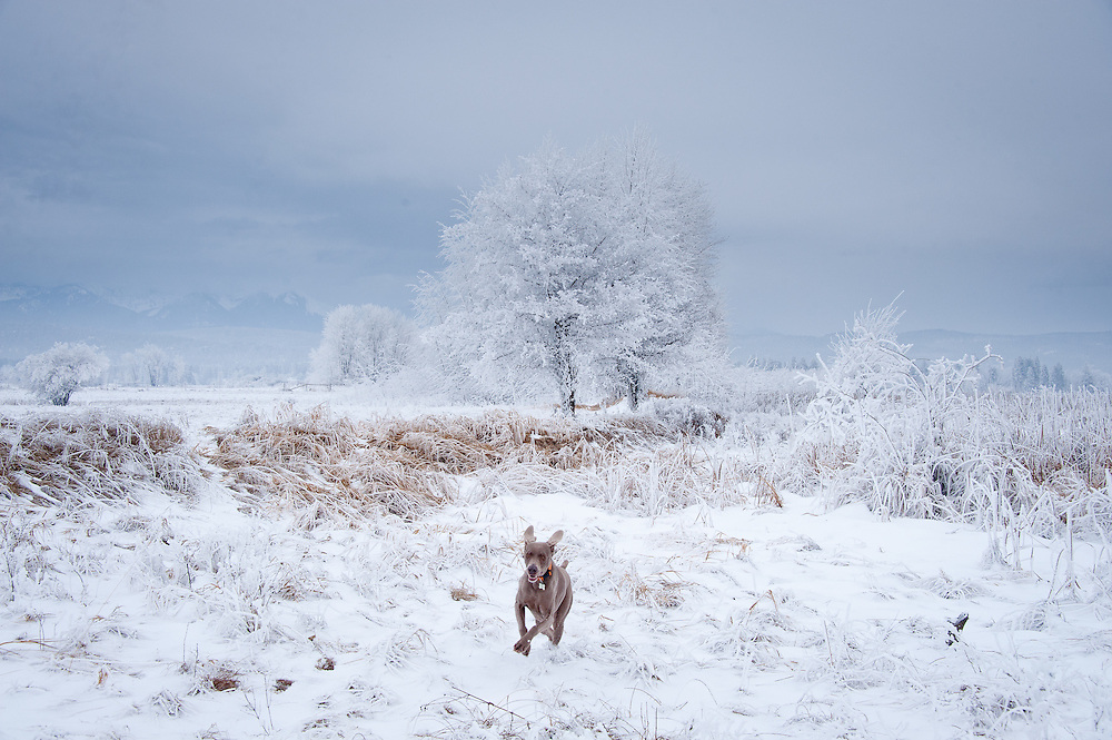 Hoar frost at the U.S. Fish & Wildlife Waterfowl Production Area on Flathead Lake