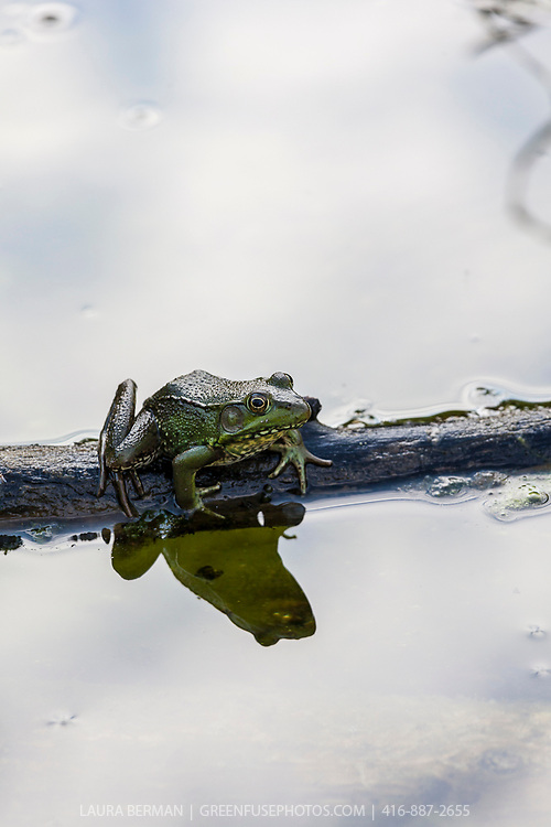 A Northern Green Frog sitting on a rock in a pond. Rana clamitans melanota also known as Lithobates clamitans melanota, is a subspecies of the Green Frog, Rana clamitans. It is native to the northeastern North America and dwells in marshes, swamps, ponds, lakes, springs, and other aquatic environment. It is active both day and night. It may be green, bronze or brown, or a combination but is typically green on the upper lip. The belly is white with darker lines or spots. There may be some irregular spotting on the back. It is distinguished from other frogs in that the dorsolateral ridges run only partway down the back and do not reach the groin. The hind legs have dark bars. Males have a bright yellow throat. Maximum adult size is 10 cm.