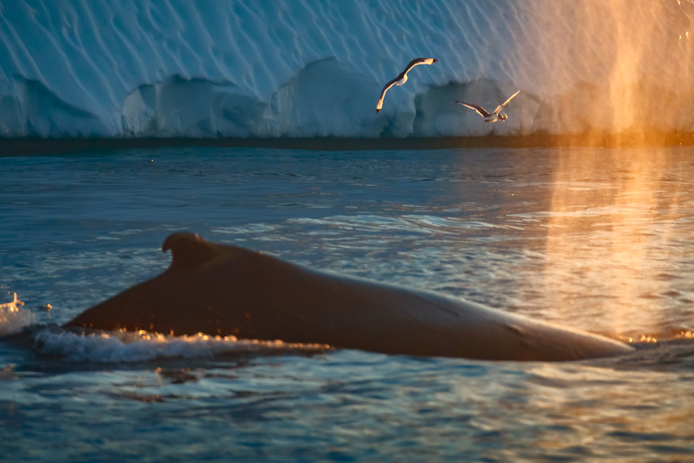 The relationship between whales and marine birds is an excellent example of a symbiotic commensalism. Very often, seabirds and marine mammals forage in the same patches of water. The birds take advantage of whales’ feeding behaviours to catch some prey of their own.
