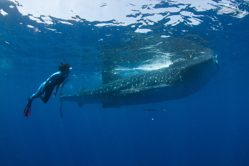 Kozy Kitchens swims with a whale shark (Rhincodon typus) at a feeding aggregation off of Isla Mujeres, Mexico