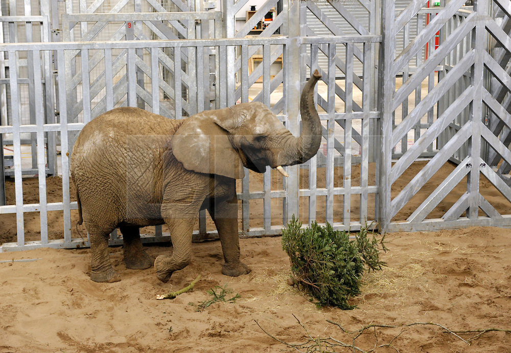 © Licensed to London News Pictures. 21/02/2014; Wraxall, North Somerset. Noah’s Ark Zoo Farm celebrates the arrival of its first elephant at ‘Elephant Eden’, the largest purpose-built elephant habitat in northern Europe. A female African elephant called Buta aged 29 was transported to the new 20 acre (80,000 m2) habitat from Knowsley Safari after 4-months of special training. Former MP Ann Widdecombe welcomed Buta to Elephant Eden. Buta will be followed shortly by Nissim, a 19 year old bull from the same herd at Knowsley Safari who will join her again at Noah’s Ark Zoo Farm. The ‘Elephant Eden’ project was officially launched to the public with the help of the zoo's supporter Ann Widdecombe in September 2011. Construction work began in September 2012 after a year of planning and fundraising. Noah's Ark Zoo Farm is owned and run by Anthony Bush, and has been criticised for promoting the theory of creationism, as opposed to evolution.<br />
Photo credit: Simon Chapman/LNP