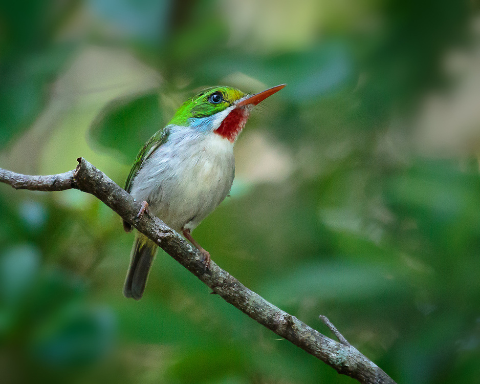 Todus multicolor, near Hatiguanico River, Zapata Peninsula, Cuba, endemic