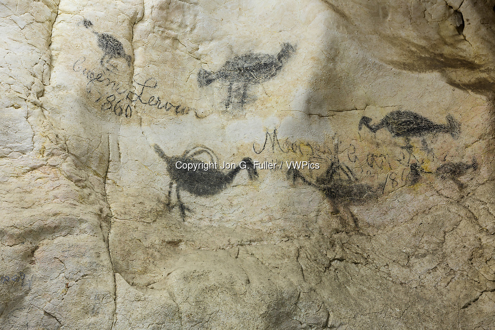 Historic graffiti from the 1800's in the Pomier Caves alongside ancient indigenous pictographs. The Pomier Caves are a series of 55 caves north of San Cristobal in the Dominican Republic. They contain over 6000 drawings, pictographs, and petroglyphs of the Pre-Columbian Taino, Caribe, and Igneri cutlures. It is the largest oncentration of ancient rock art in all the Caribbean Basin. Some of the paintings are up to 2000 years old. Cave Number 1 contains 590 painted figures of animals, birds, fish, reptiles and people. The paint was a mixture of charcoal and animal fat.