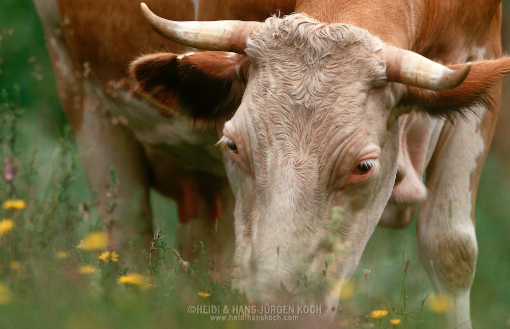 DEU, Deutschland: Hausrind (Bos taurus), Kuh frißt Gras auf Bergwiese, Rasse: Fleckvieh, Simmentaler, Berchtesgadener Land, Süddeutschland | DEU, Germany: Domestic cattle (Bos taurus), cow feeding grass on pasture, race: Simmental Cattle, Berchtesgadener Land, Bavaria, Southern Germany |
