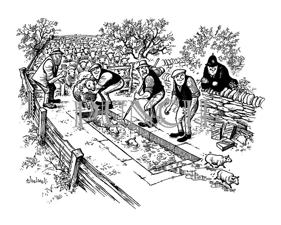 (Sheep coming out of sheep dip shrunken in size)