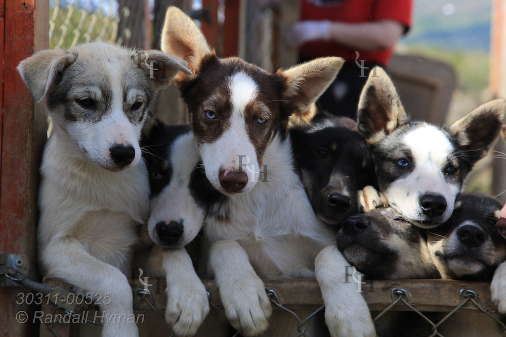 Young, untrained sled dogs crowd against gate eager to leave pen at Tromso Villmarkssenter sled dog center on Kvaloya Island outside city of Tromso, Norway.