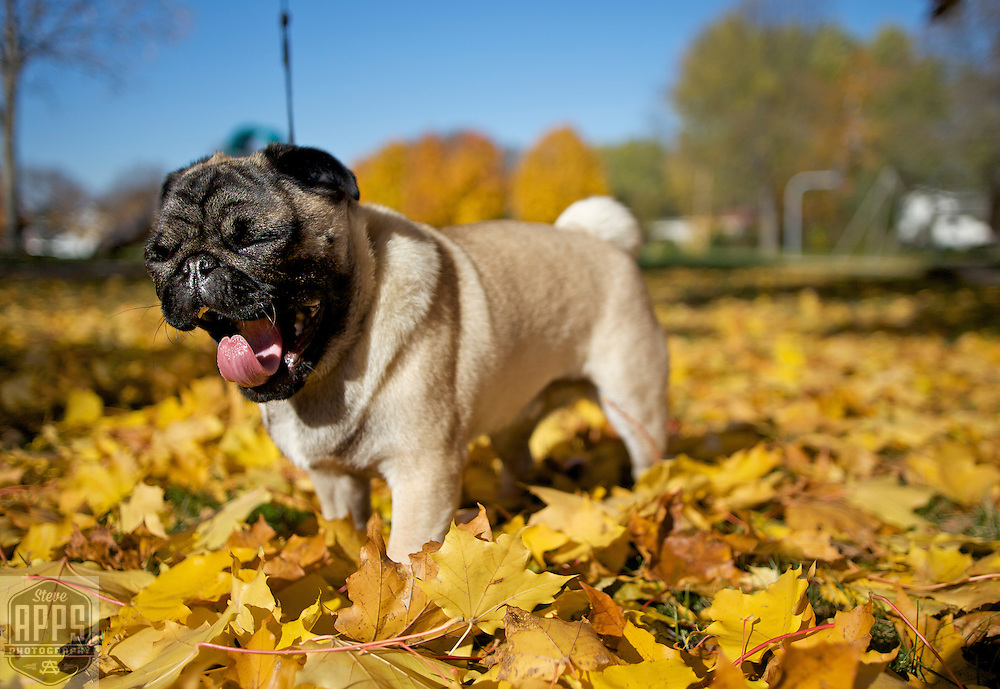 A pug puppy playing in the colorful leaves that have fallen from a tree in Wisconsin.