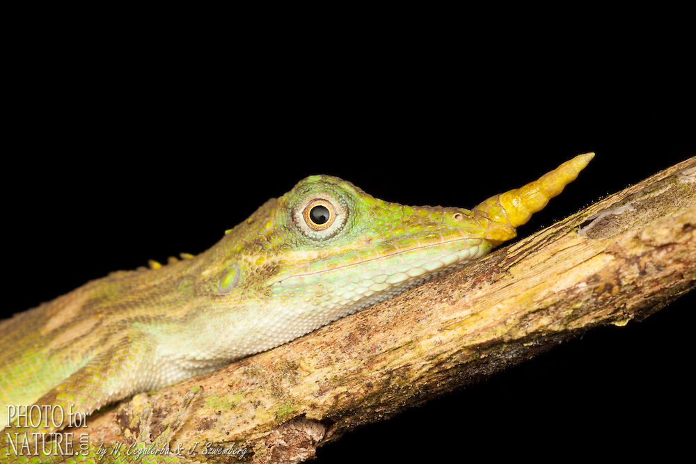 Harpesaurus brooksi est une espèce extrèmement rare, elle n'a été observée que seulement 4 fois