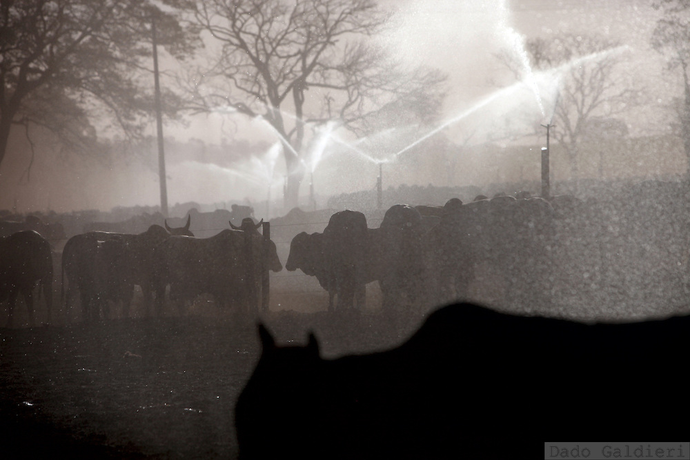 Cattle kept closed for feeding and gaining weight at a feeding farm in Barretos, Brazil, Tuesday, Aug. 20, 2012. Brazil is on a quick path to become a global power. Rising economy, big infrastructure projects, an emerging and eager consuming middle class and the booming national industry are the evidences and consequences of the wealth in the southern nation. But the often hidden source of all this wealth falls far from the luring Rio beaches or the Kolkata-New York mix that Sao Paulo is. Behind texan hats and a similar attitude the countrymen display their power through a myriad of projects, festivals and behavior visually analyzed here.