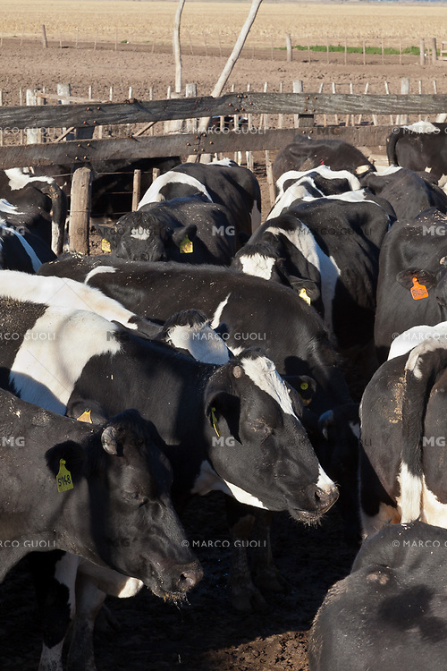 VACAS HOLANDO-ARGENTINO ANTES DE ENTRAR A LA SALA DE ORDEÑE DE UN TAMBO, PROVINCIA DE SANTA FE, ARGENTINA (PHOTO © MARCO GUOLI - ALL RIGHTS RESERVED)