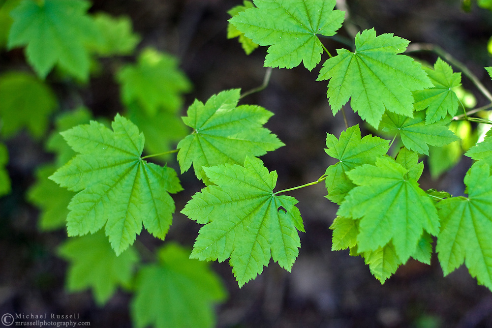 Vine Maple (Acer circinatum) new spring leaves in Campbell Valley Park - Langley, BC, Canada .