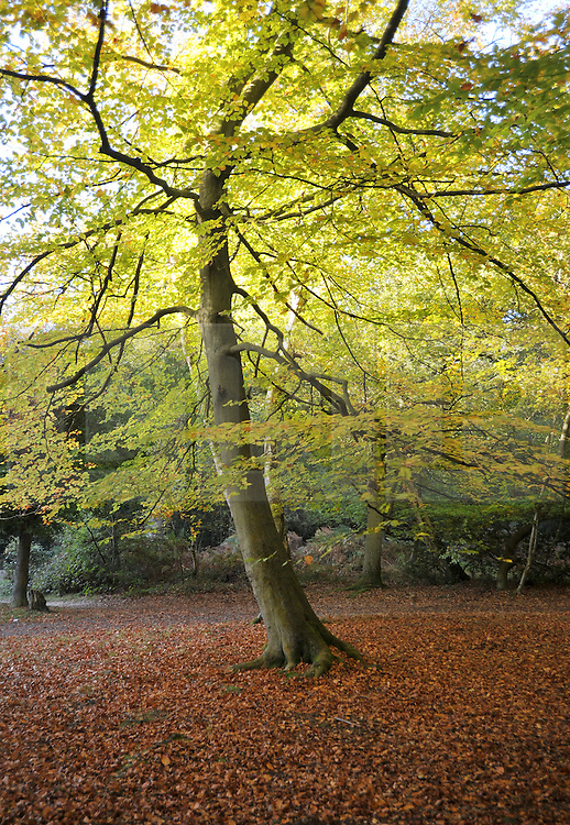 ©London News pictures...24/01/2011. A public consultation begins later this week over the sale of some of the UK's forests and a bill to enable the sale is due to go before the House of Lords. The state currently owns 18% of forests and woodland in England; however, spending cuts could result in parts being sold off or given away. PICTURED: 25/10/2010 A frosty autumn morning at Burnham Beeches, South Buckinghamshire on Monday 25th October 2010. The Beeches, covering 220 hectares, is primarily noted for its ancient beech and oak pollards and the range of flora and fauna associated with old trees and decaying wood. Picture credit Stephen SImpson/LNP