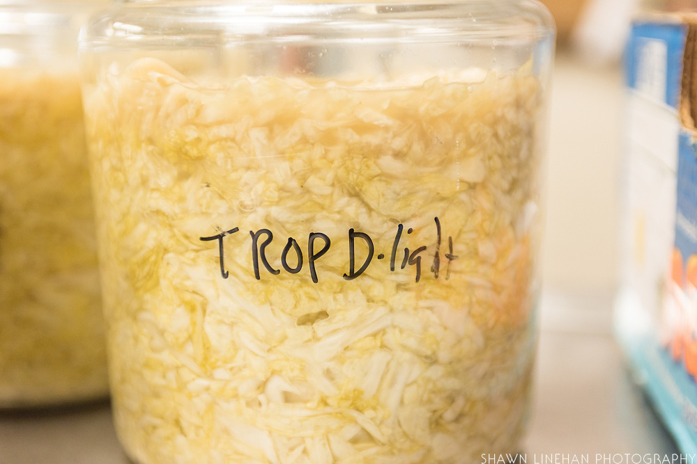 CABBAGE<br />
Curator: Jensen Uyeda, UH Cooperative Extension Farmers: GoFarm Hawai’i Cohort 8 Windward AgPro