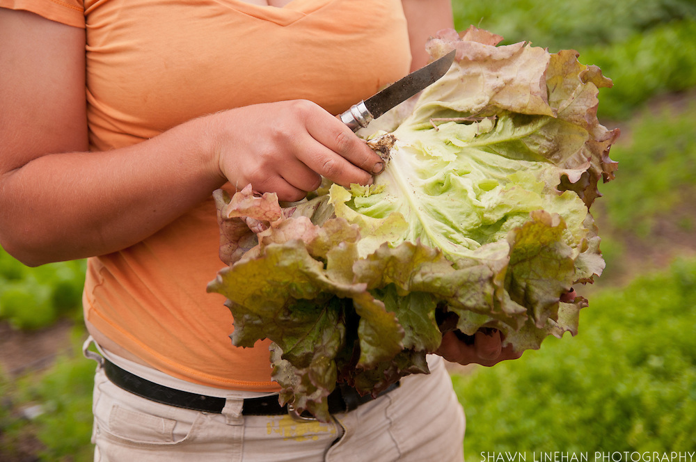 Young woman's hands working in Dancing Roots Farm in Troutdale, Oregon.