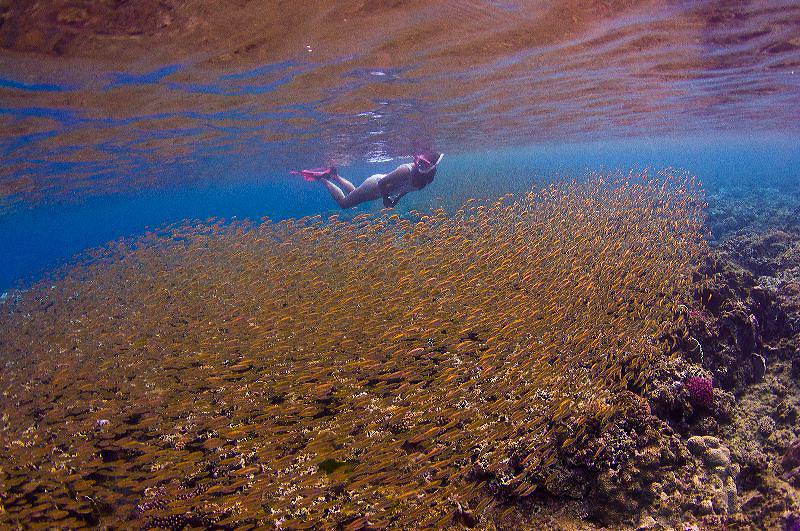 Snorkeling with manahak school (baby rabbitfish) in May 2013. Guam, Gun Beach, rabbitfish, fish, coral reef, snorkel