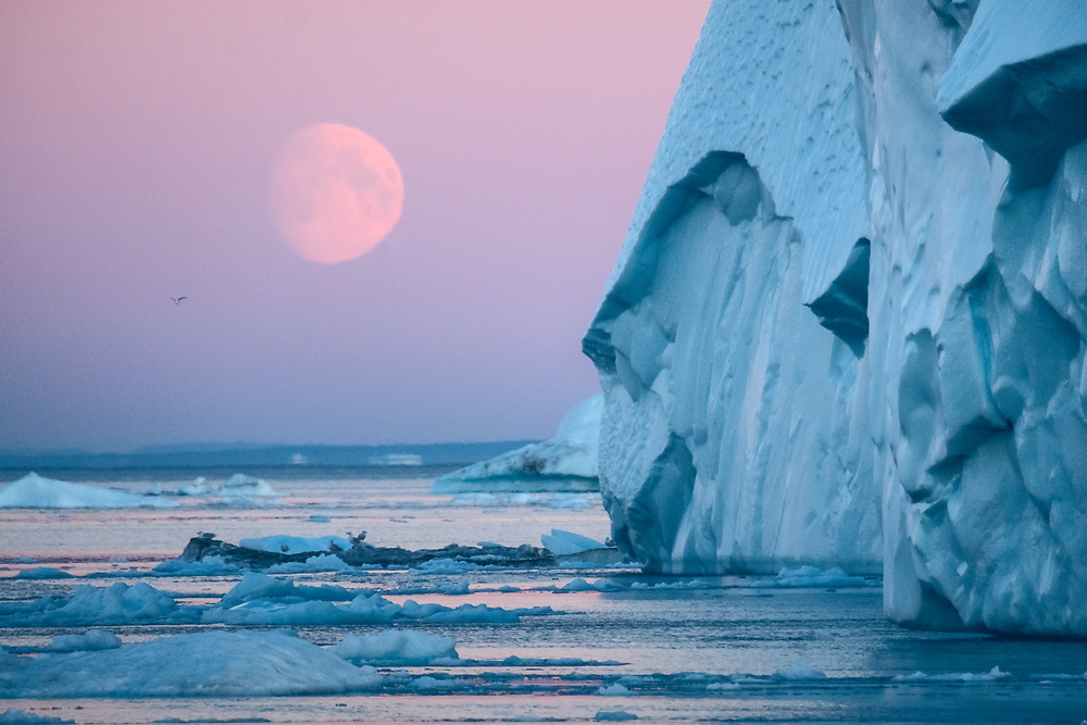 Seeing icebergs up close is an experience you'll never forget.
It's not just the ever-changing surface of the ice, there is a whole new world surrounding it. Birds are always on the move, often following whales in search of fish. And if you are lucky, there will be an occasional seal resting on the icy giant.