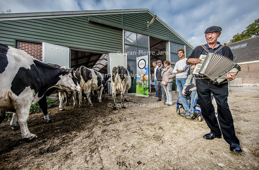 Nederland, Schipluiden , 29 oktober 2016.<br />
Als tegenhanger van de koeiendans in de lente, organiseert World Animal Protection bij boer Arie van der Berg van Hoeve Ackerdijk ook een ‘koeien uitzwaai-evenement’, waarbij symbolisch de laatste weidedag van de koeien wordt afgesloten met een uitzwaaidag.<br />
Nog maar tweederde van de koeien graast in het weiland.<br />
<br />
Foto: Jean-Pierre Jans